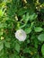 Fresh white butterfly pea flower tree climb on wall. green leaves background. Flora herb growth in vegetable outdoor garden. No pe