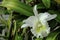 Fresh white cattleya orchid flower tree with green leaf hanging in outdoor botany garden in thailand. Big soft petal  floral bloom