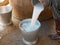 Fresh white dairy cow milk being poured into a bucket by a worker, right after finsh milking at a farm