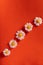 Fresh white daisies on an orange background. Chamomiles on orange background.