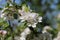 Fresh white Discovery Apple blossom flowers, Malus domestica, blooming in springtime, close-up view, Shropshire, UK