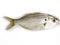 Fresh White Fish,False Trevally isolated on a white background,selective focus