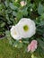 Fresh white flower blooming in botany garden. soft multi layer petals growth in natural outdoor