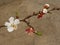 Fresh white flowers and beautiful spring buds on the young branches of trees. On the green background. Nowruz in Iran