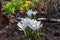Fresh white flowers crocuses, spring flowers background in the wild nature. Seasonal crocus in early spring.