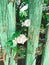 Fresh white flowers and green leaves on old wooden fence,clematis, jasmine or wild rose bush. Beautiful tender shrub with flowers