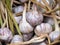 fresh white garlic texture background
