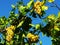 Fresh white golden grape berries hanging on a grapevine with geen leaves and blue sky.