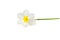 Fresh white narcissus isolated on white background. Close-up of white daffodil in bloom