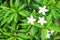 Fresh  white sampaguita jasmine blooming with bud inflorescence and green leaves top view in nature garden background