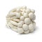 Fresh white shimeji mushrooms close up