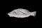 Fresh white snapper fish isolated on black background