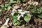 Fresh white viola canadensis on a background of dry leaves. Beautiful background of violet flowers. Canadian flowers of white
