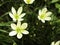 Fresh white Zephyranthes minuta