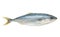 Fresh whitefish on white background