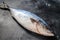 Fresh whole raw Japanese yellowtail. Fish Amberjack. Black background. Top view