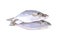 Fresh whole round Shrimp scad fish on white background