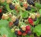 Fresh Wild Black Berries In Vancouver Jericho Beach