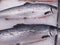 Fresh wild caught King Salmon on ice in a local sea food market