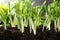 Fresh wild garlic or ramson growing in garden