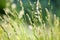 Fresh wild green grass field on blurred bokeh background closeup, ears on meadow soft focus macro, beautiful sunny summer day lawn