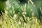 Fresh wild green grass field on blurred bokeh background closeup, ears on meadow soft focus macro, beautiful sunny summer day lawn