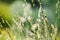 Fresh wild green grass field on blurred bokeh background closeup, ears on meadow soft focus macro, beautiful sunny summer day lawn