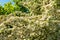 Fresh wild juniper blossom seen in a nature reserve.