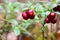 Fresh wild lingonberry in forest  in a swamp. Natural food of wild nature, rich in vitamins. Top view. Vaccinium vitis-idaea ling