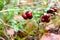 Fresh wild lingonberry in forest  in a swamp. Natural food of wild nature, rich in vitamins. Top view. Vaccinium vitis-idaea ling