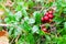 Fresh wild lingonberry in forest  in a swamp. Natural food of wild nature, rich in vitamins. Top view. Vaccinium vitis-idaea ling