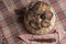 fresh wild mushrooms, collected in a basket