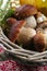 Fresh wild porcini mushrooms (boletus edulis) in wicked backet
