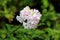 Fresh Wild sweet William or Saponaria officinalis plant with cluster of sweetly scented open blooming white and light pink flowers