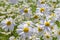 Fresh wild white and yellow daisies in a green field