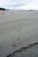 Fresh wolf tracks cross a sandy beach on the Brookes Peninsula