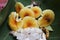 Fresh Yellow Amanita virosa of mushroom to can eat on green leaf