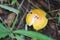 Fresh Yellow Amanita virosa of mushroom to can eat on ground.