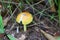 Fresh Yellow Amanita virosa of mushroom to can eat on ground.