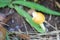 Fresh Yellow Amanita virosa of mushroom to can eat on ground.