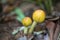 Fresh Yellow Amanita virosa of mushroom to can eat on ground.