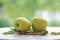 Fresh Yellow Apple in wooden basket, Golden yellow Ohrin Apple  in the basket over green natural Blur background.