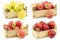 Fresh yellow apples, sweet small apples, new Dutch apple variety called `Dalinco` and fresh delicious red Jonagold apples