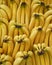 Fresh yellow bananas rows