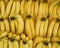 Fresh yellow bananas rows