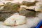 Fresh Yellow Belly Flounder Rhombosolea leporina fish freezing on the ice at a fish market.