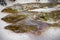 Fresh Yellow Belly Flounder Rhombosolea leporina fish freezing on the ice at a fish market.