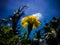 Fresh Yellow Blooming Flower And Plant Of Tagetes Erecta Or Mexican Marigold Or Aztec Marigold On Sunny Day