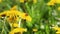 Fresh yellow blowball dandelion flowers on a spring field. Abstract blurred background. Soft selective focus