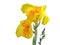Fresh yellow canna lilly flower isolated on white background.